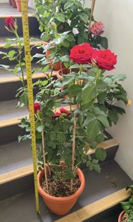 (Category: ) located in . Submitted by tendgarden (Listing ID 1456695724, Image 1). Description: .