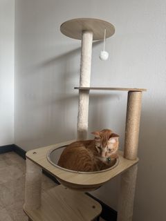 (Category: ) located in . Submitted by molly0201 (Listing ID 1456619455, Image 1). Description: .