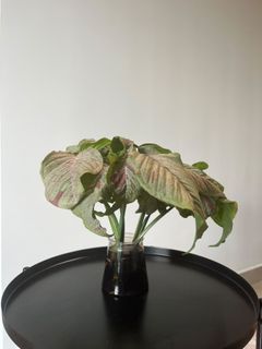 (Category: ) located in . Submitted by more.plants.here (Listing ID 1456737335, Image 1). Description: .