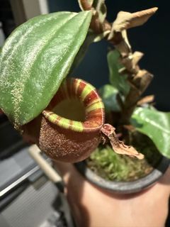 （分類：）位於 。 由 harrych5678 提交（商品編號 1448951018，圖片 1）。簡介： 。