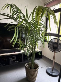 (Category: ) located in . Submitted by len.tay.9 (Listing ID 1456781326, Image 1). Description: .
