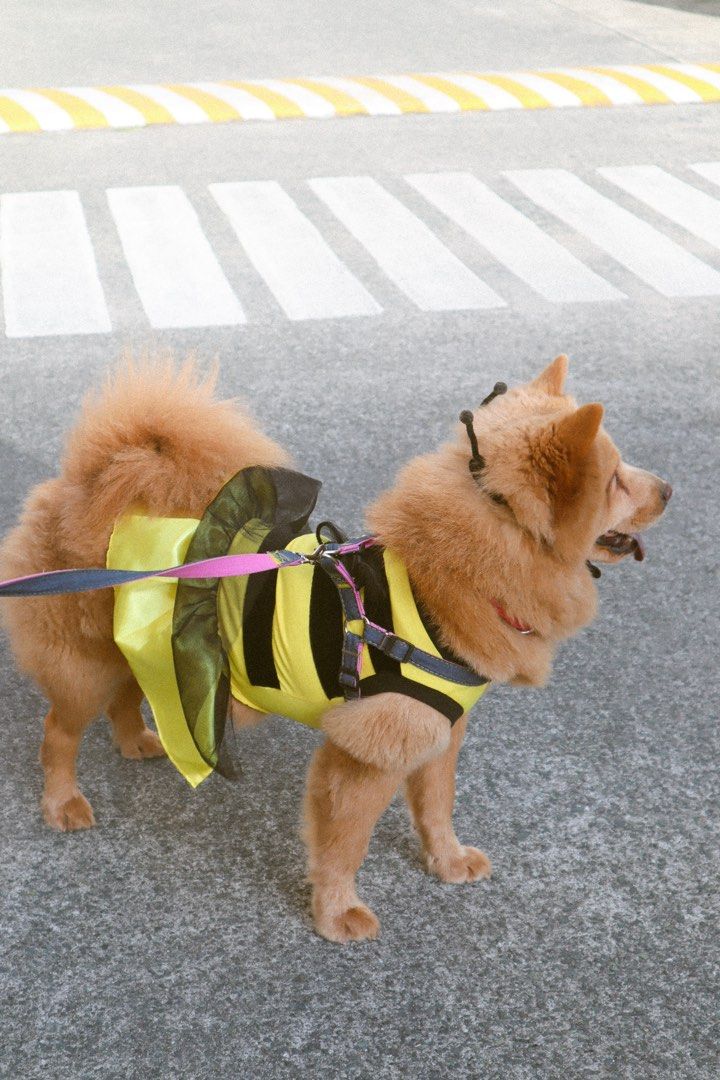 Bee Costume for Medium-Large Dogs (Category: Homes & Other Pet Accessories) located in Manila. Submitted by jassified.declutter (Listing ID 1456919799, Image 2). Description: USED ONCE by chow chow.