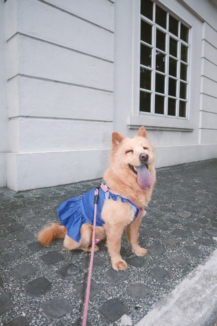 Denim Dress for Medium-Large Dogs (Category: Homes & Other Pet Accessories) located in Manila. Submitted by jassified.declutter (Listing ID 1456921153, Image 2). Description: LIGHTLY USED by chow chow.