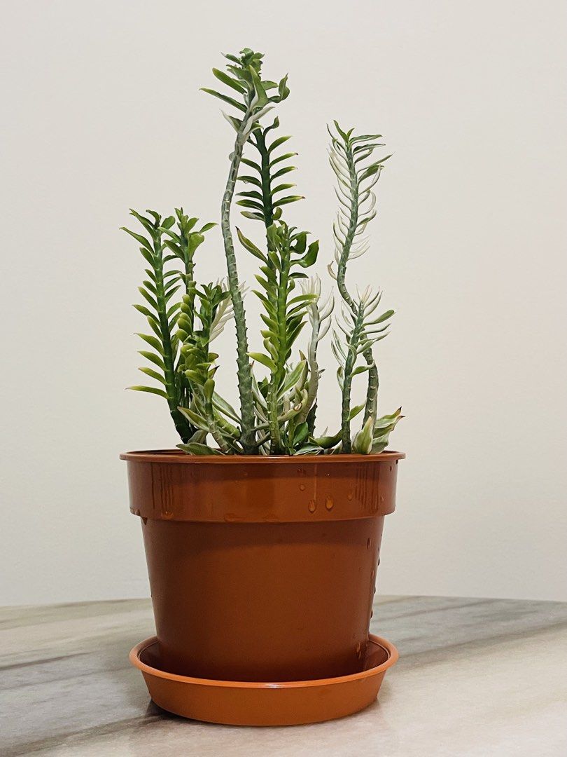 Devil's Backbone (Category: Plants & Seeds) located in Singapore. Submitted by minimalist725 (Listing ID 1456930169, Image 1). Description: .