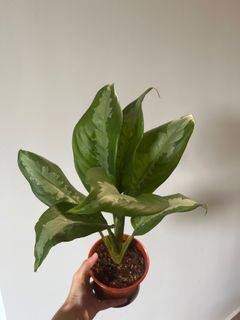(Category: ) located in . Submitted by more.plants.here (Listing ID 1455662231, Image 1). Description: .