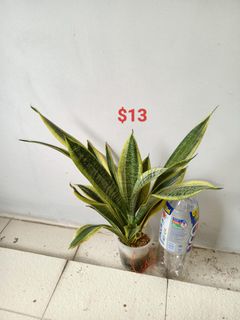 (Category: ) located in . Submitted by superng21 (Listing ID 1456835346, Image 1). Description: .