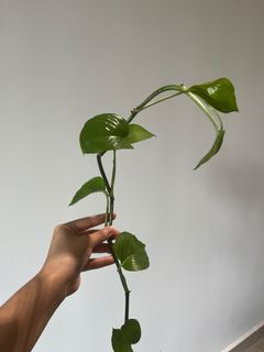 (Category: ) located in . Submitted by more.plants.here (Listing ID 1456905049, Image 1). Description: .