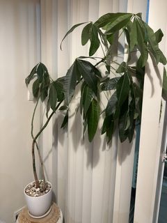（分類：）位於 。 由 snailcase 提交（商品編號 1456915628，圖片 1）。簡介： 。