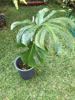 (Category: ) located in . Submitted by PlantsRanger (Listing ID 1456934071, Image 1). Description: .