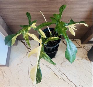 (Category: ) located in . Submitted by 13erwin (Listing ID 1456921029, Image 1). Description: .