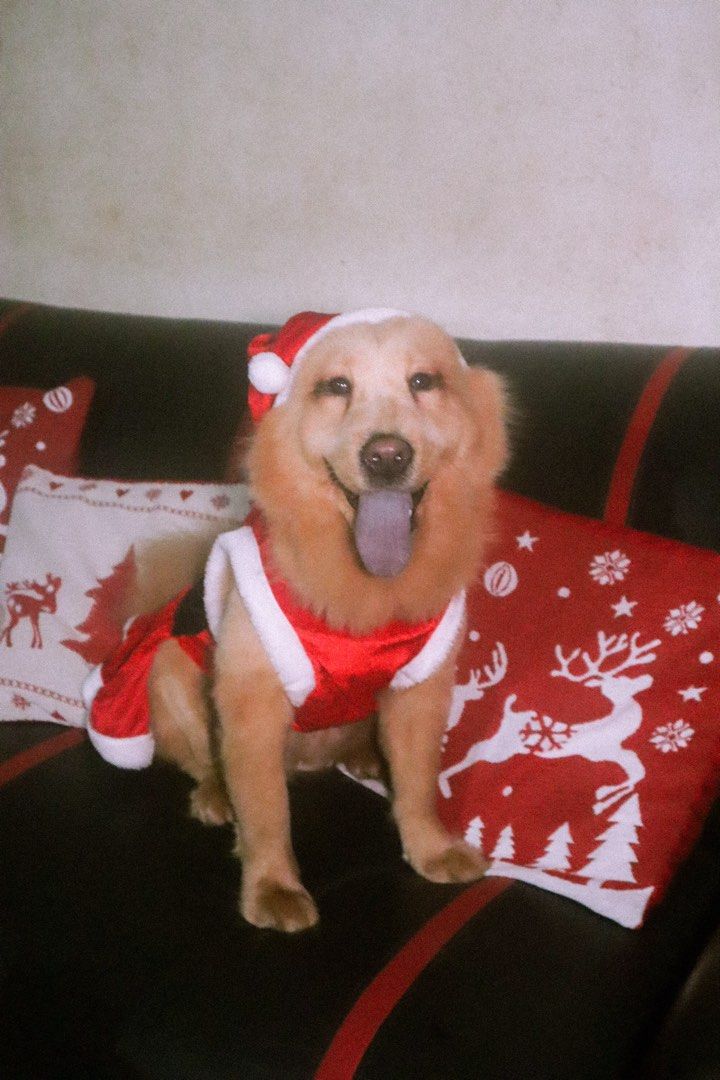 Santa Costume for Medium-Large Dogs (Category: Homes & Other Pet Accessories) located in Manila. Submitted by jassified.declutter (Listing ID 1456921512, Image 2). Description: USED ONCE by chow chow.