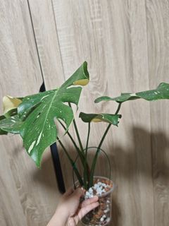 (Category: ) located in . Submitted by gardenavenue4 (Listing ID 1456907386, Image 1). Description: .