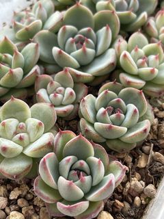 (Category: ) located in . Submitted by qq_garden (Listing ID 1456954243, Image 1). Description: .