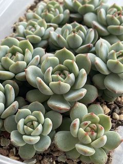 (Category: ) located in . Submitted by qq_garden (Listing ID 1456953472, Image 1). Description: .