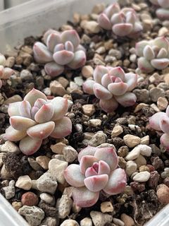 (Category: ) located in . Submitted by qq_garden (Listing ID 1454809660, Image 1). Description: .