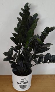 (Category: ) located in . Submitted by jtflorist (Listing ID 1457013403, Image 1). Description: .