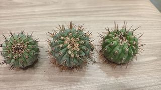 (Category: ) located in . Submitted by desertbalcony (Listing ID 1456643190, Image 1). Description: .