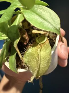 （分類：）位於 。 由 harrych5678 提交（商品編號 1456997798，圖片 1）。簡介： 。