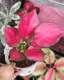(Category: ) located in . Submitted by plantcorner (Listing ID 1457071629, Image 1). Description: .