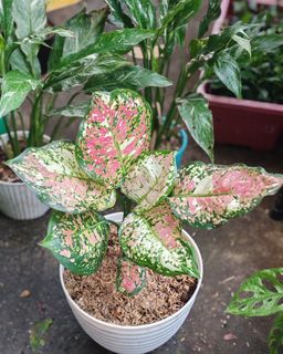 (Category: ) located in . Submitted by plantcorner (Listing ID 1457071491, Image 1). Description: .