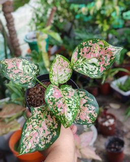 (Category: ) located in . Submitted by plantcorner (Listing ID 1457071146, Image 1). Description: .