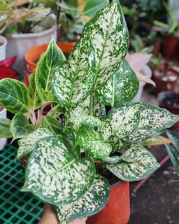 (Category: ) located in . Submitted by plantcorner (Listing ID 1457071292, Image 1). Description: .