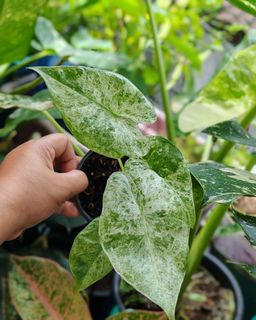 (Category: ) located in . Submitted by plantcorner (Listing ID 1457073531, Image 1). Description: .