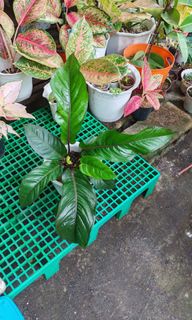 (Category: ) located in . Submitted by plantcorner (Listing ID 1457070970, Image 1). Description: .