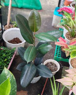 (Category: ) located in . Submitted by plantcorner (Listing ID 1457072106, Image 1). Description: .