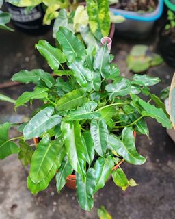 (Category: ) located in . Submitted by plantcorner (Listing ID 1457073175, Image 1). Description: .