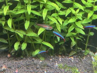 (Category: ) located in . Submitted by iuo007 (Listing ID 1457025003, Image 1). Description: .