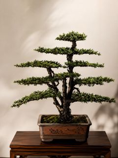 (Category: ) located in . Submitted by growmoneyplants (Listing ID 1456999207, Image 1). Description: .