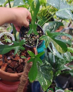 (Category: ) located in . Submitted by plantcorner (Listing ID 1457073308, Image 1). Description: .