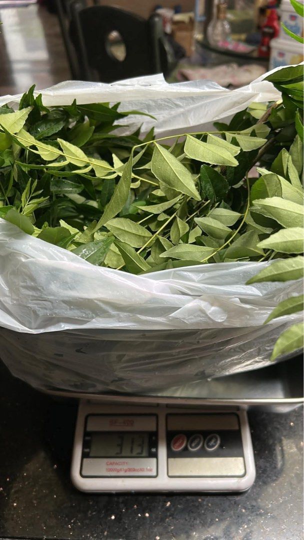 Fresh Curry Leaves (Category: Spice & Seasoning) located in Quezon City. Submitted by jstuffetc (Listing ID 1456970164, Image 2). Description: - Healthy curry leaves with vibrant green leaves. - Harvest fresh curry leaves for your cooking. - Perfect for culinary enthusiasts. - For biryani, salted egg dishes, potato chips, cereal prawn, chicken and other meats..