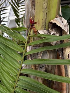 (Category: ) located in . Submitted by cyang.tree (Listing ID 1456955363, Image 1). Description: .
