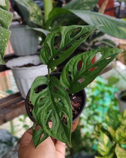(Category: ) located in . Submitted by plantcorner (Listing ID 1457073409, Image 1). Description: .