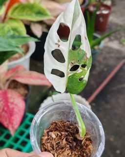 (Category: ) located in . Submitted by plantcorner (Listing ID 1457071976, Image 1). Description: .