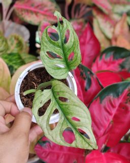 (Category: ) located in . Submitted by plantcorner (Listing ID 1457071866, Image 1). Description: .