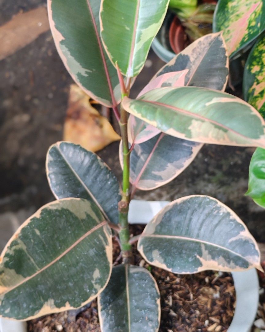 Ruby rubber tree (Category: Plants & Seeds) located in Quezon City. Submitted by plantcorner (Listing ID 1457072567, Image 2). Description: .