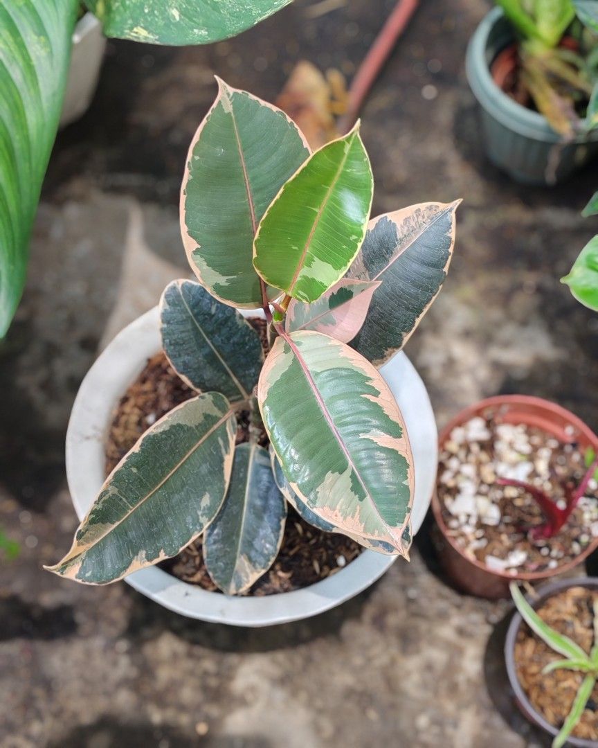 Ruby rubber tree (Category: Plants & Seeds) located in Quezon City. Submitted by plantcorner (Listing ID 1457072567, Image 1). Description: .