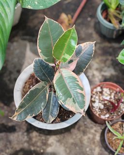 (Category: ) located in . Submitted by plantcorner (Listing ID 1457072567, Image 1). Description: .