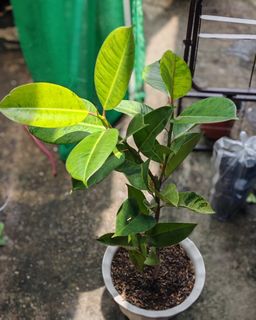 (Category: ) located in . Submitted by plantcorner (Listing ID 1457072259, Image 1). Description: .