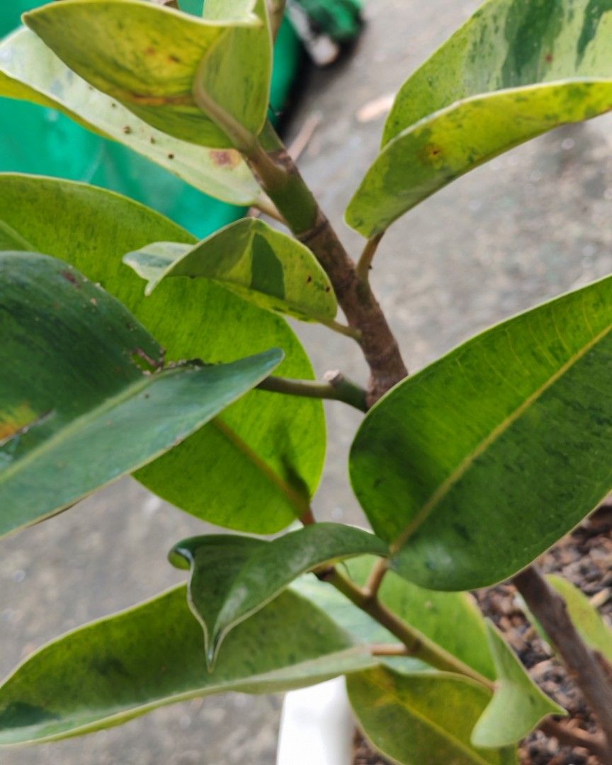 Shiveriana moonshine rubber plants (Category: Pots & Planters) located in Quezon City. Submitted by plantcorner (Listing ID 1457072259, Image 3). Description: May mga sanga napo.