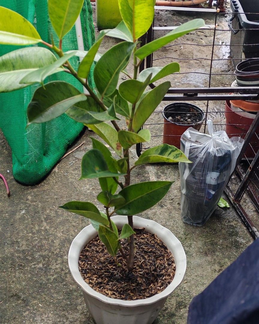 Shiveriana moonshine rubber plants (Category: Pots & Planters) located in Quezon City. Submitted by plantcorner (Listing ID 1457072259, Image 2). Description: May mga sanga napo.