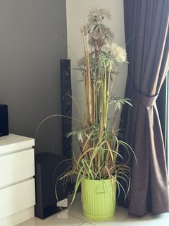 (Category: ) located in . Submitted by oursecondstop (Listing ID 1456966729, Image 1). Description: .