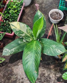 (Category: ) located in . Submitted by plantcorner (Listing ID 1457072686, Image 1). Description: .