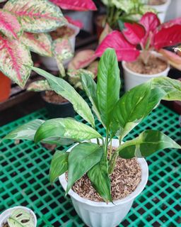 (Category: ) located in . Submitted by plantcorner (Listing ID 1457071406, Image 1). Description: .