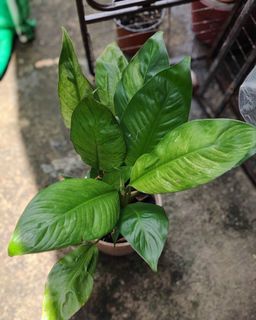 (Category: ) located in . Submitted by plantcorner (Listing ID 1457073032, Image 1). Description: .