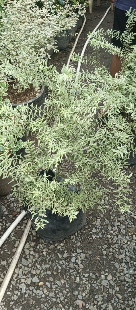Variegated Silver Dwarf suamei (Category: Plants & Seeds) located in Calauan. Submitted by wendyoribi53772 (Listing ID 1457073091, Image 1). Description: variegated dwarf silvery Suamei - Beautiful green and white silvery leaves - Healthy and ready for a new home - Ideal for outdoor gardens or patios.
