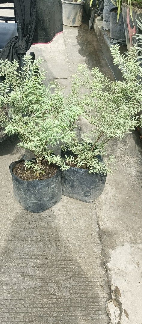 Variegated Silver Dwarf suamei (Category: Plants & Seeds) located in Calauan. Submitted by wendyoribi53772 (Listing ID 1457073091, Image 2). Description: variegated dwarf silvery Suamei - Beautiful green and white silvery leaves - Healthy and ready for a new home - Ideal for outdoor gardens or patios.